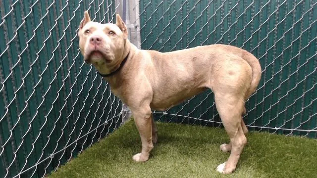 A senior medium-sized female Pit Bull Terrier dog named Diamond for adoption in Downey, CA