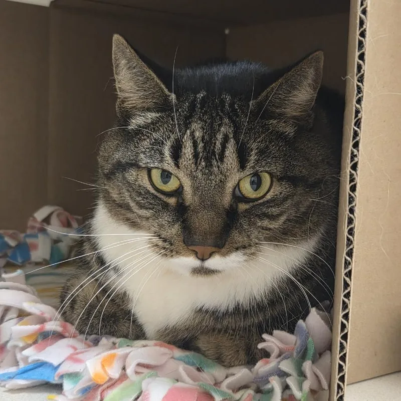 A senior extra large-sized male Brown / Chocolate Domestic Medium Hair cat named Cairo for adoption in Ballston Spa, NY