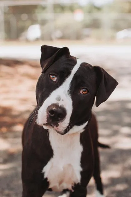An adult medium-sized male American Staffordshire Terrier dog named A Dutch for adoption in North Charleston, SC