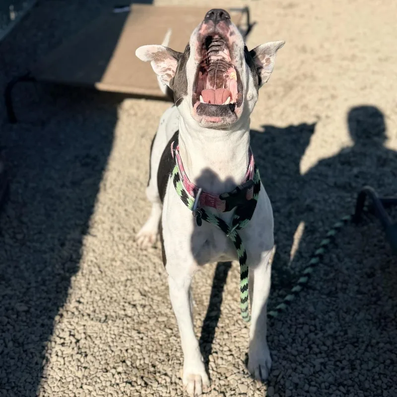 An adult medium-sized female American Staffordshire Terrier dog named Bella for adoption in Perkiomenville, PA