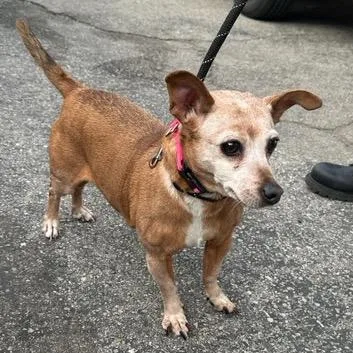 Chikis A thumbnail 2