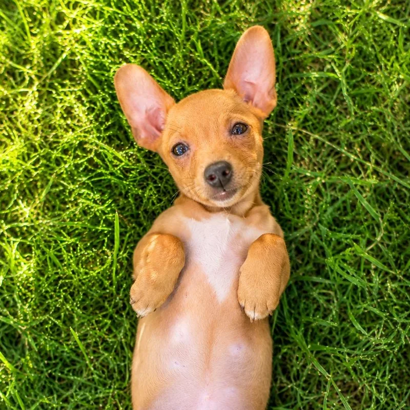 A baby small-sized female Golden Chiweenie dog named June for adoption in Humble, TX