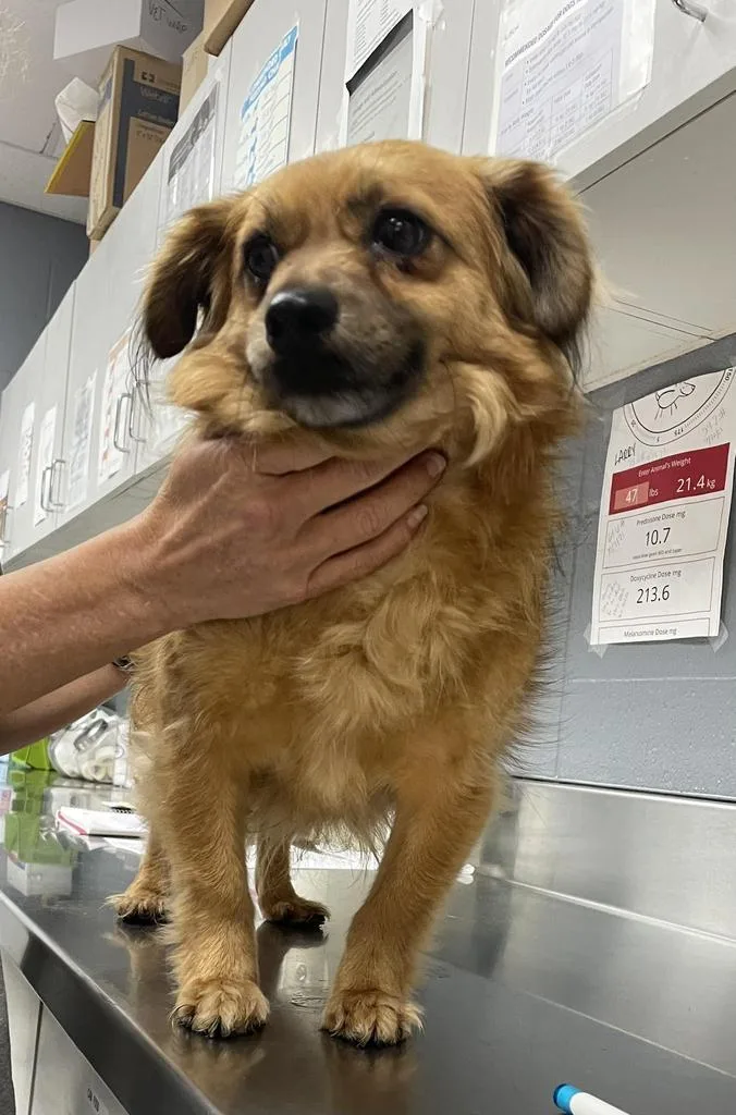 An adult small-sized male Shih Tzu dog named Bart for adoption in Livingston, LA