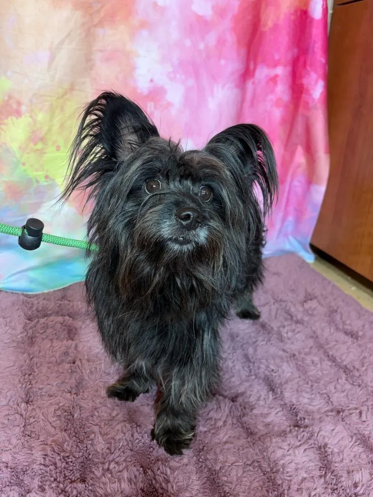 An adult medium-sized female Terrier dog named Ekans for adoption in Wintersville, OH
