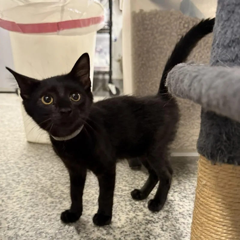 A baby small-sized male Black Domestic Short Hair cat named Caleb for adoption in Falls Church, VA