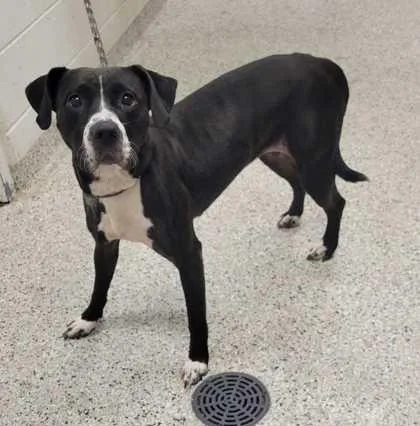 An adult large-sized female Black Mixed Breed dog named Ying Yang for adoption in Kansas City, MO