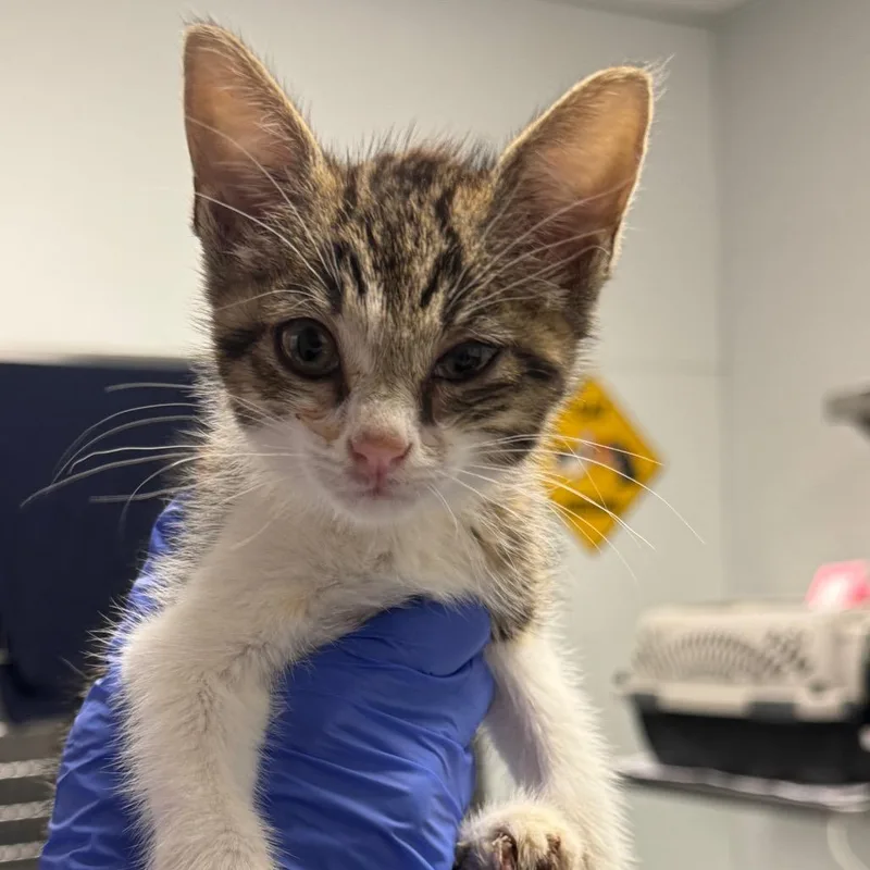 A baby small-sized female White Domestic Short Hair cat named Avelot for adoption in Greenville, SC
