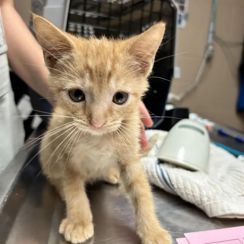A baby small-sized male Orange / Red Domestic Short Hair cat named Tarzan for adoption in Newport, NC