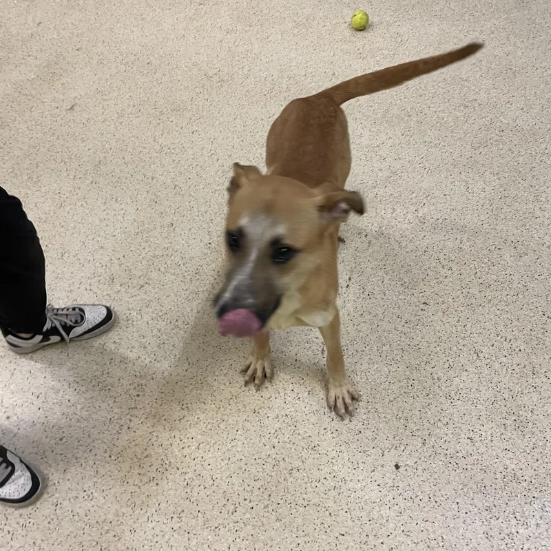 A young medium-sized female German Shepherd Dog dog named Poppy for adoption in Muncie, IN