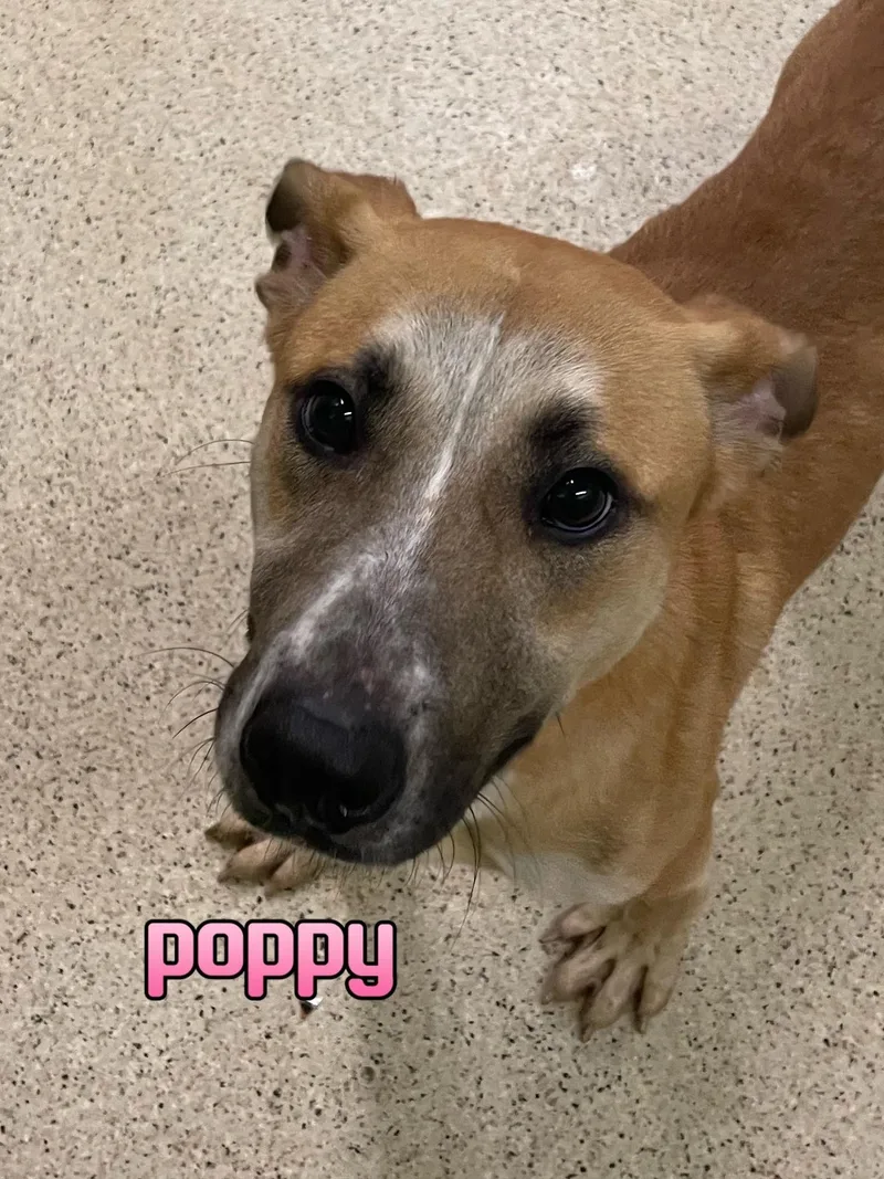 Poppy thumbnail 4
