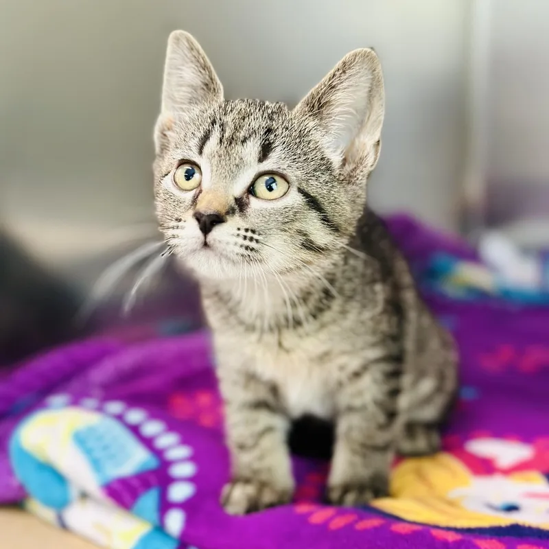 A baby medium-sized female Tabby (Brown / Chocolate) Domestic Short Hair cat named Mocha for adoption in Jackson, NJ