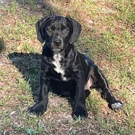 A young medium-sized female Black Labrador Retriever dog named Deveraux for adoption in Allentown, PA