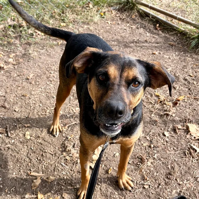 An adult medium-sized female Black Hound dog named Evie for adoption in Columbia Station, OH