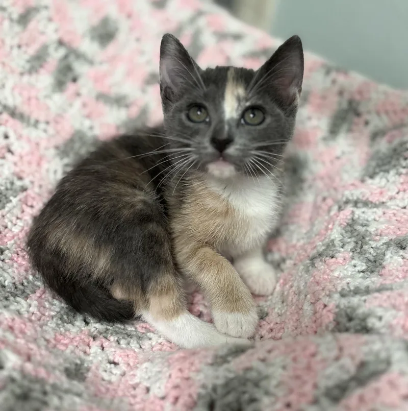 A baby medium-sized female Dilute Tortoiseshell cat named Sassy for adoption in Brooksville, FL