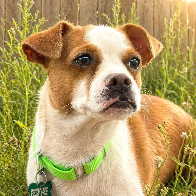 A young small-sized male Brown / Chocolate Chihuahua dog named Nico for adoption in Boerne, TX