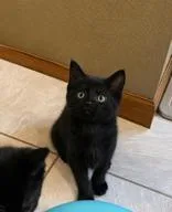 A young medium-sized female Black Domestic Short Hair cat named Oodle for adoption in Manitowoc, WI