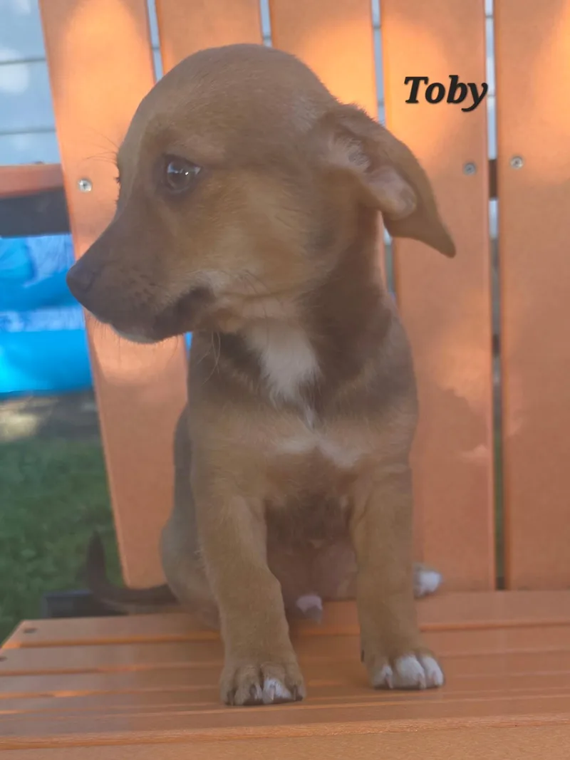 Rocky and his brothers thumbnail 2
