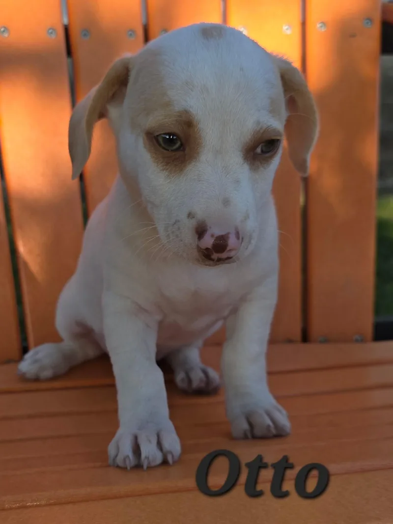 Rocky and his brothers thumbnail 6