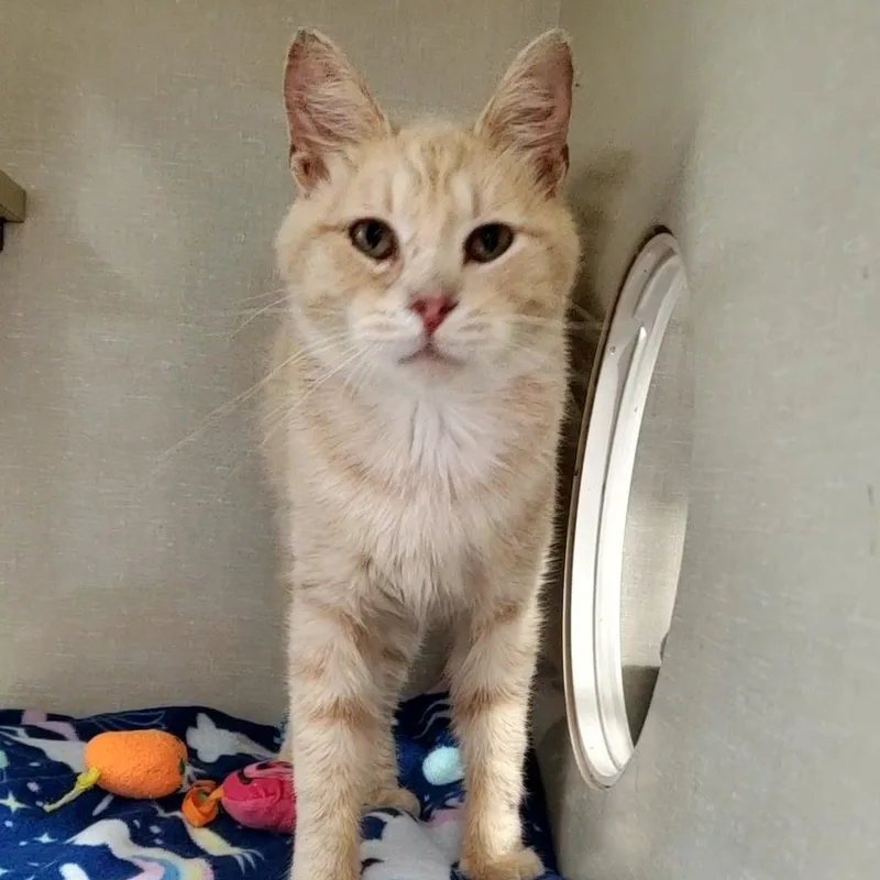 An adult small-sized male Buff / Tan / Fawn Domestic Short Hair cat named Husker for adoption in Hutchinson, MN