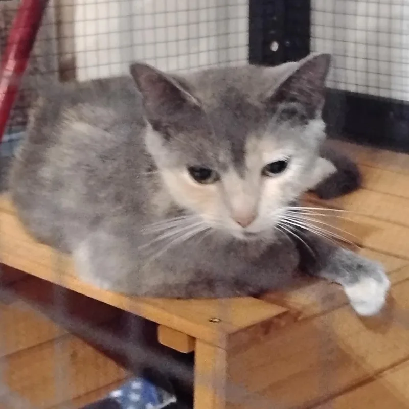 A young small-sized female Calico Domestic Short Hair cat named Phoebe for adoption in Corydon, IN