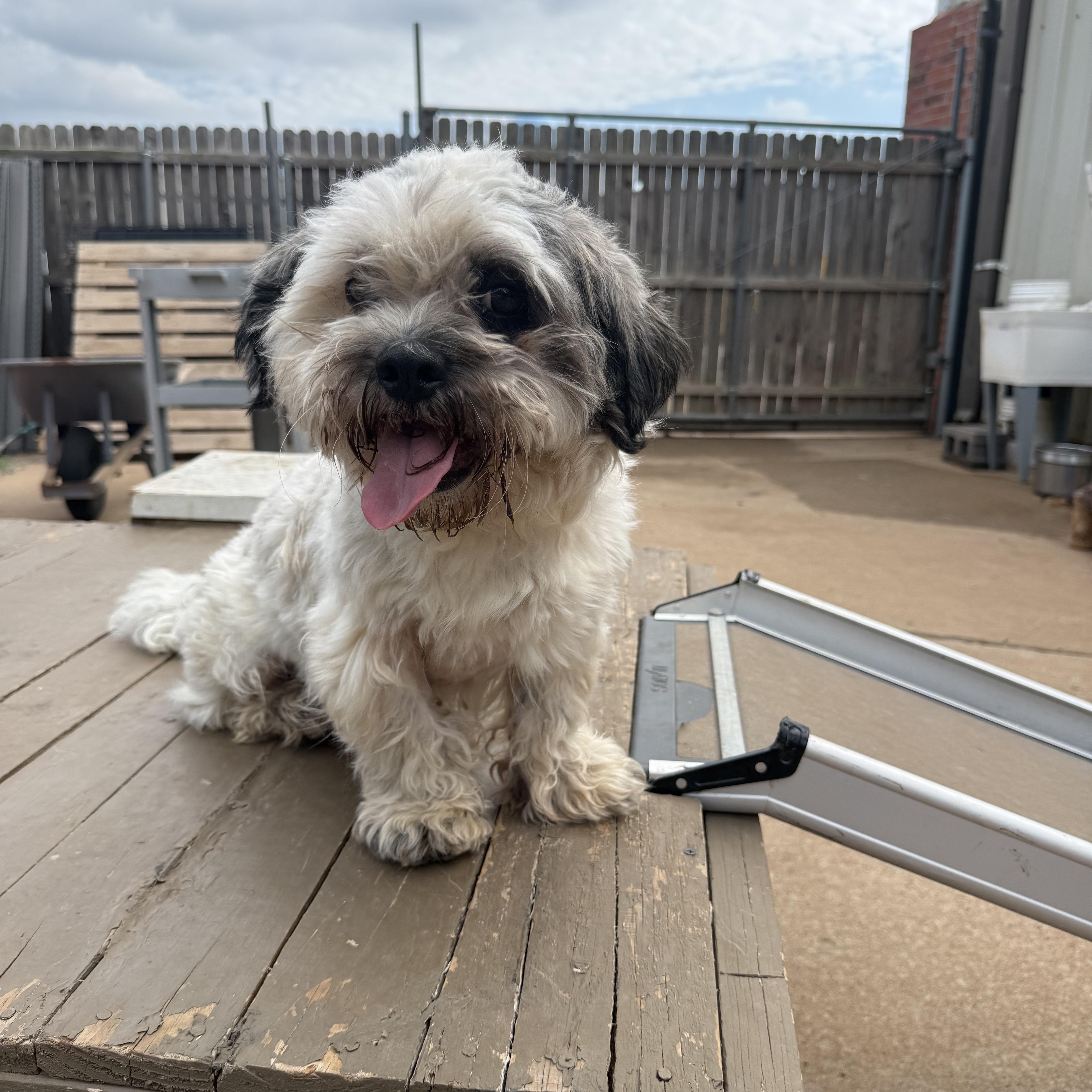 An adult small-sized male Gray / Blue / Silver Lhasa Apso dog named Forrest Gump for adoption in Oklahoma City, OK