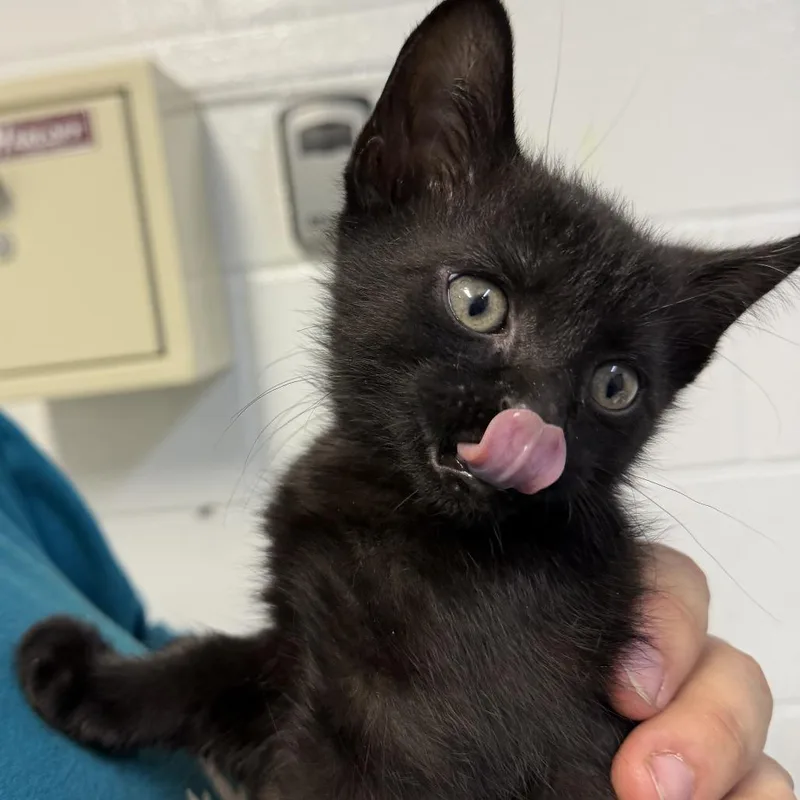 A baby small-sized female Black Domestic Short Hair cat named "Tulip" for adoption in Perkiomenville, PA