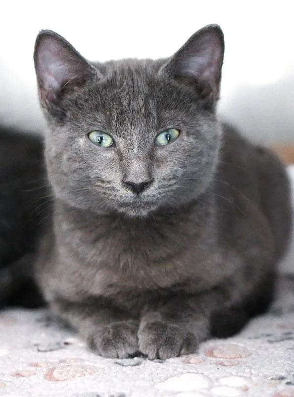 A baby small-sized male Gray / Blue / Silver Domestic Short Hair cat named Tricky for adoption in Monroe, GA