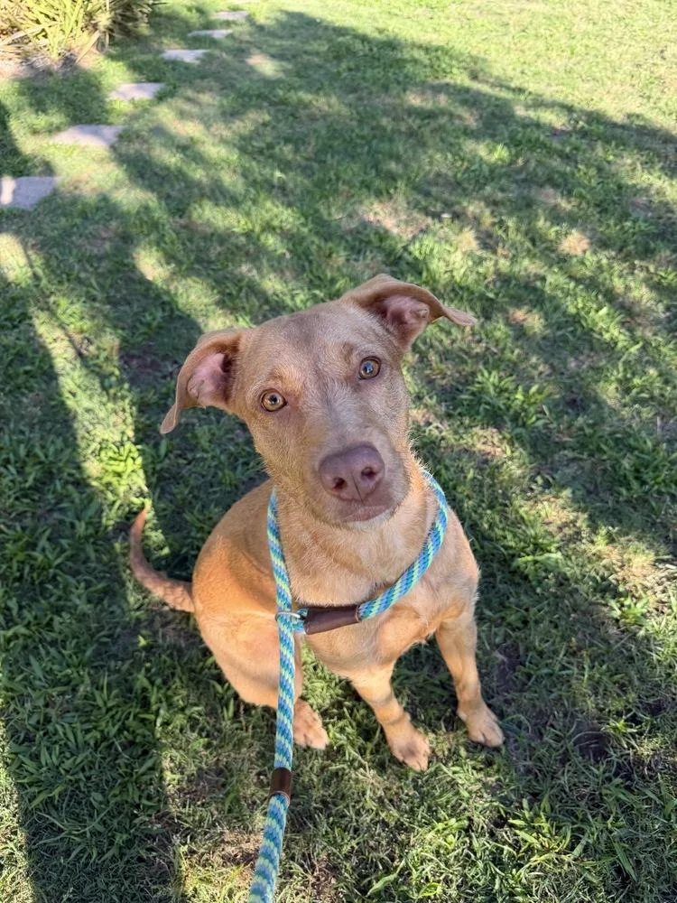 An adult medium-sized female Red / Chestnut / Orange Vizsla dog named Sweetie for adoption in Mesquite, TX