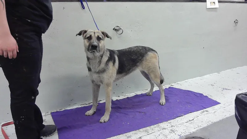 A young small-sized female German Shepherd Dog dog named Elsa for adoption in Houston, TX