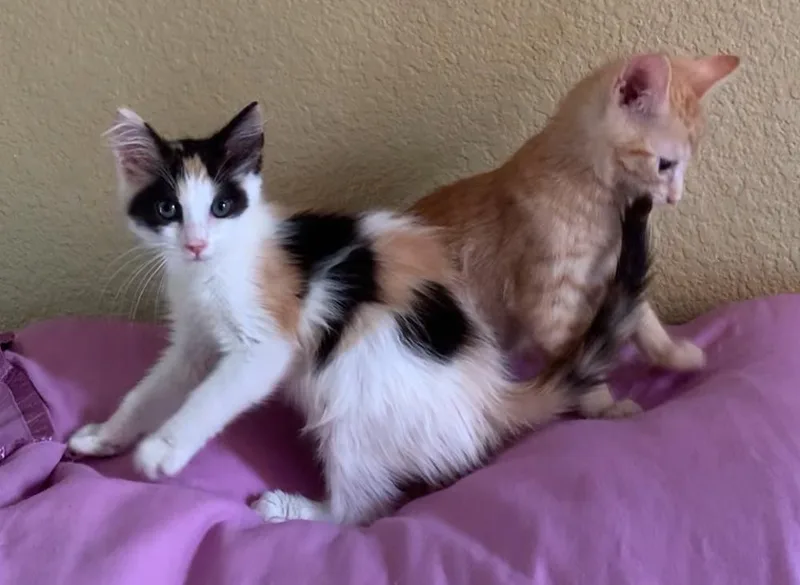A baby medium-sized male Orange / Red Domestic Short Hair cat named Blogg for adoption in Dixon, CA