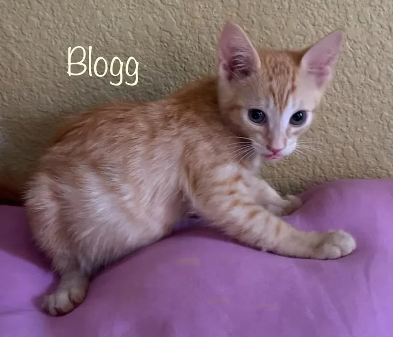 Blogg thumbnail 2