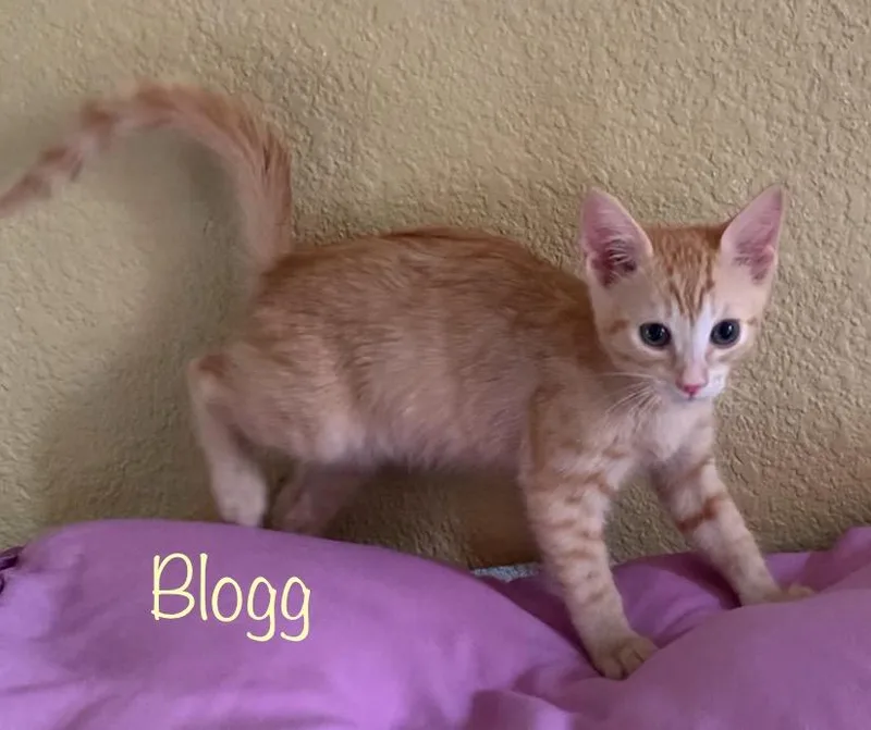 Blogg thumbnail 3