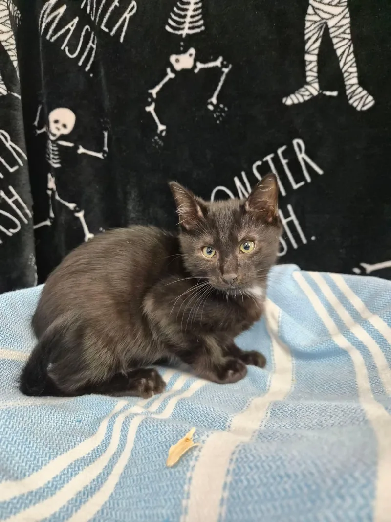 A baby medium-sized male Domestic Short Hair cat named Snap for adoption in Moundsville, WV