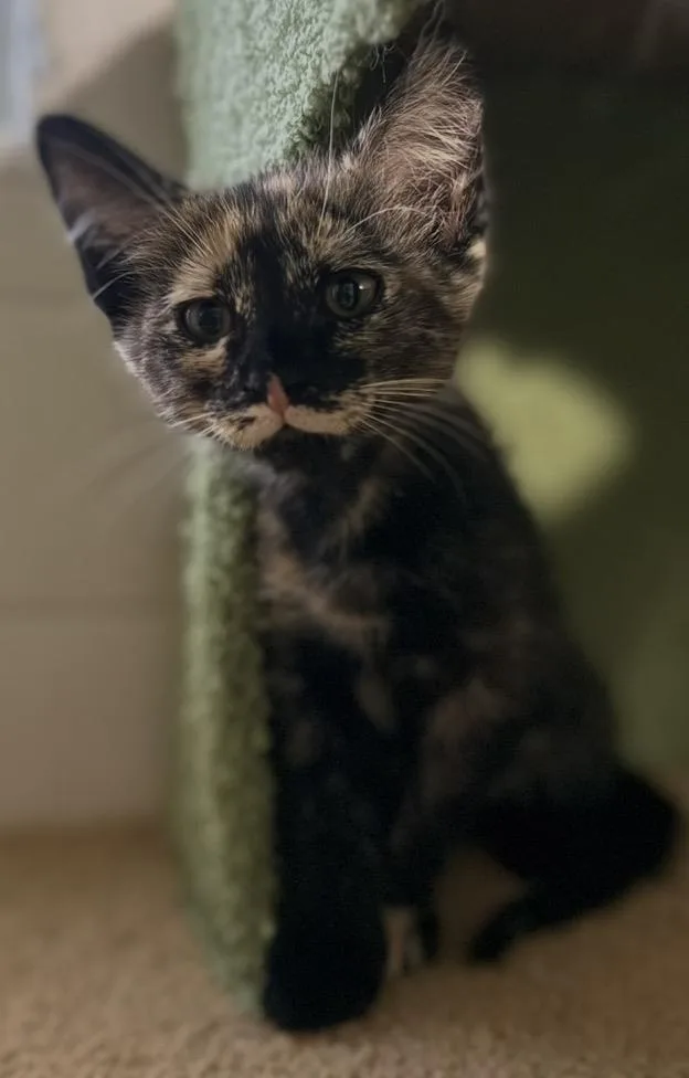 A baby small-sized female Tortoiseshell cat named MissieElliot Viola for adoption in Chandler, AZ