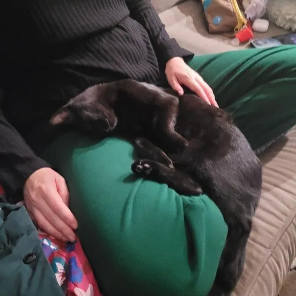 A young medium-sized female Black Domestic Short Hair cat named Bernadette for adoption in Woodland Hills, CA