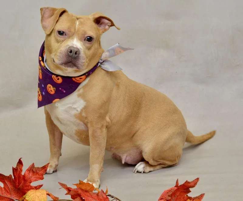 An adult medium-sized female Yellow / Tan / Blond / Fawn American Staffordshire Terrier dog named Chloe for adoption in Sanford, FL