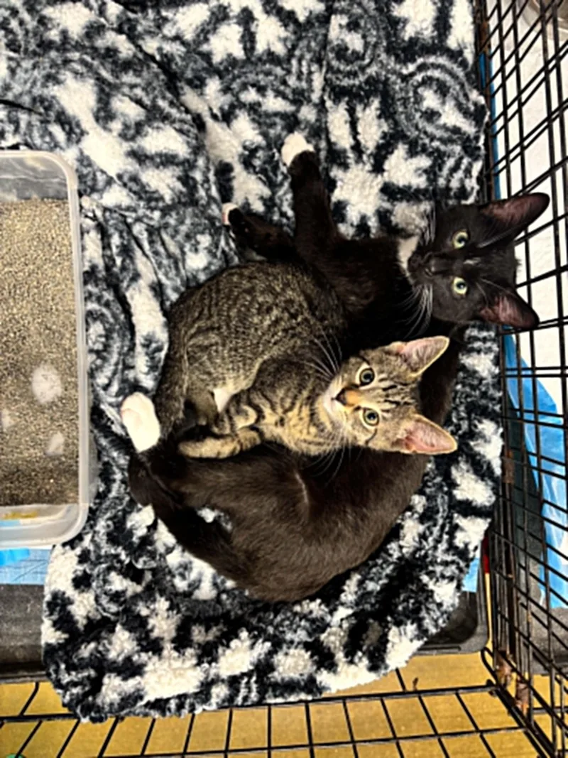 A baby medium-sized male Domestic Short Hair cat named Louie for adoption in Clayton, NC