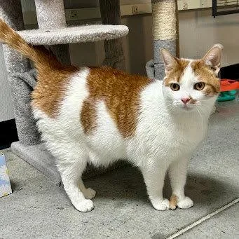An adult medium-sized male Orange & White Domestic Short Hair cat named Loki for adoption in Norwood, OH
