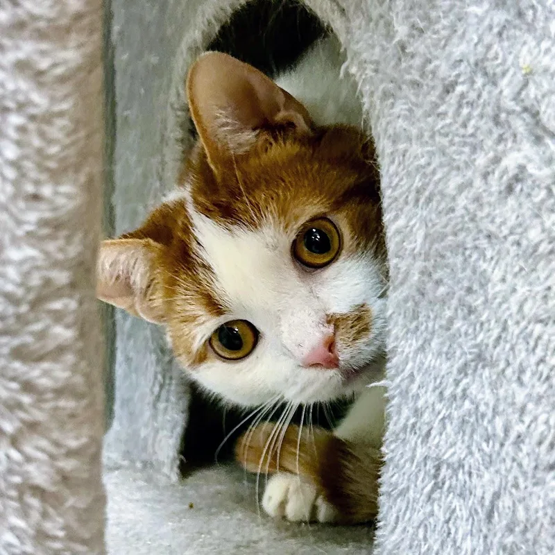Loki thumbnail 2