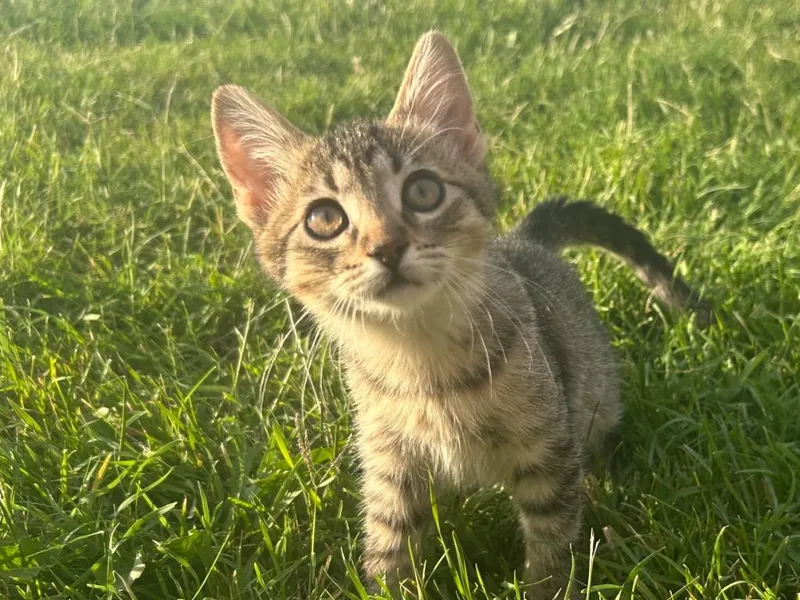A baby small-sized female Domestic Short Hair cat named Cleo for adoption in Ogden, UT