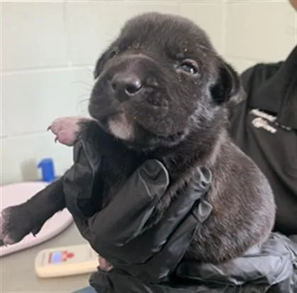 A baby small-sized female Pit Bull Terrier dog named Hibiscus for adoption in Corpus Christi, TX