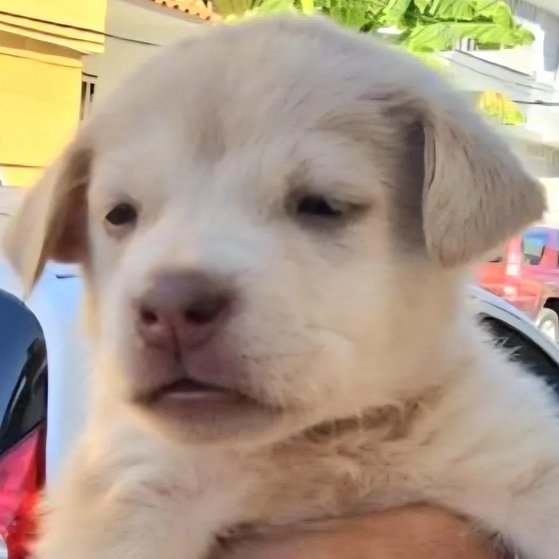 Natalia "the Forever Love