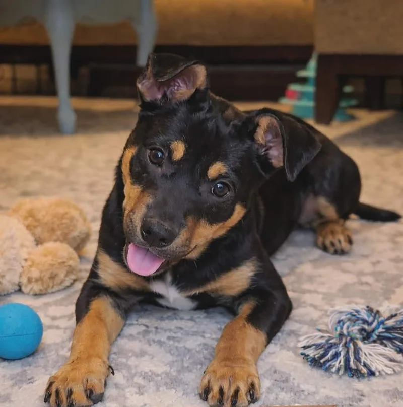 A young medium-sized female Australian Cattle Dog / Blue Heeler dog named Lizzie for adoption in Spring hill, TN