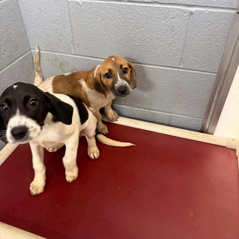 A baby medium-sized female Beagle dog named Peaches for adoption in Pasadena , MD