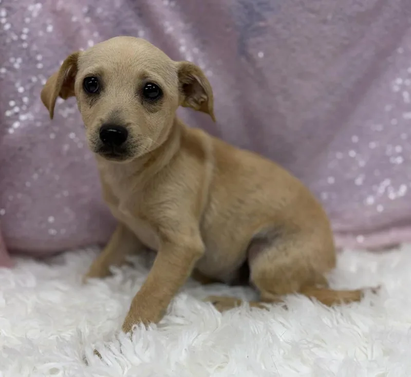 A baby small-sized female Chiweenie dog named Louise for adoption in Cedarburg, WI