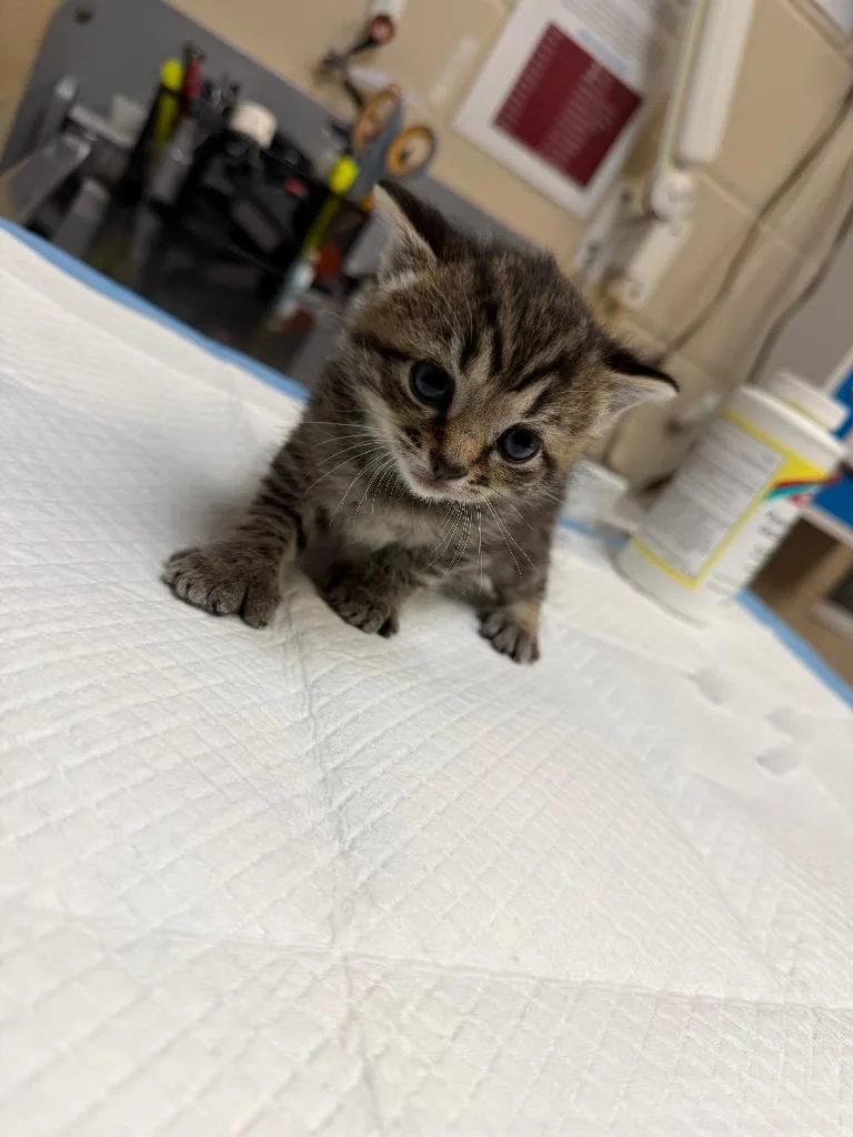 A baby medium-sized female Domestic Short Hair cat named Lavern for adoption in Wintersville, OH