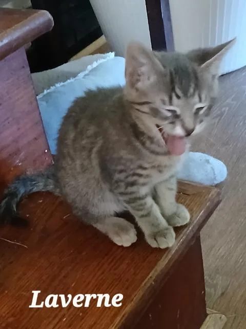Lavern thumbnail 2