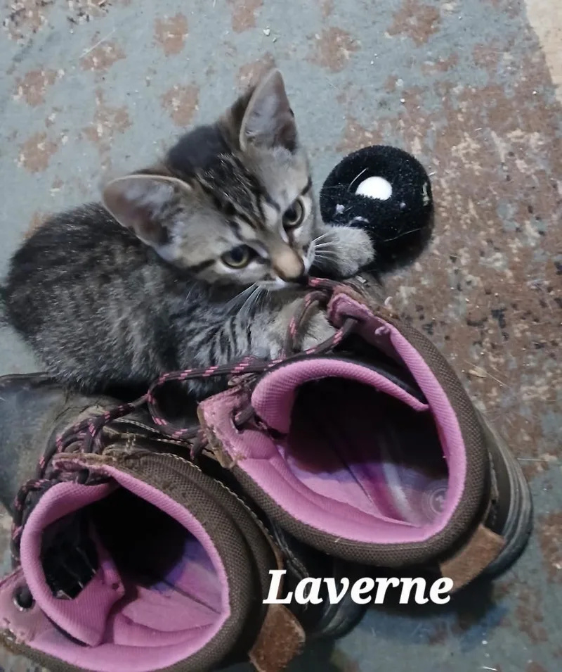 Lavern thumbnail 4