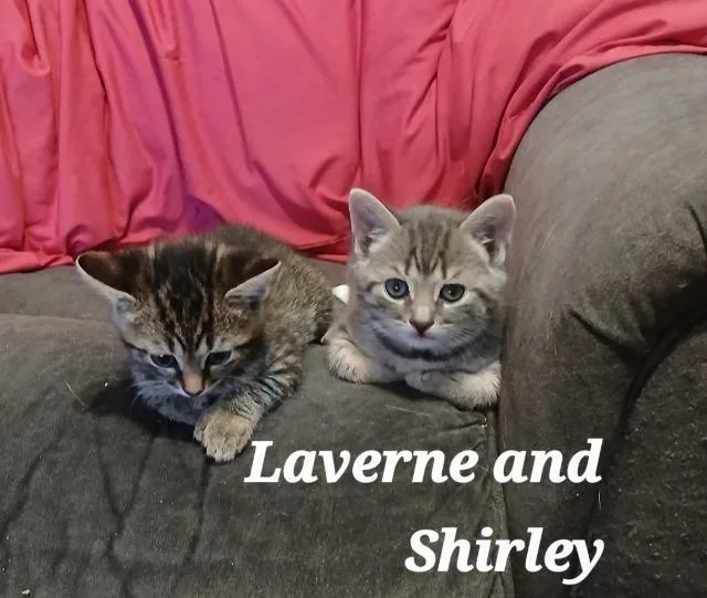 Lavern thumbnail 5