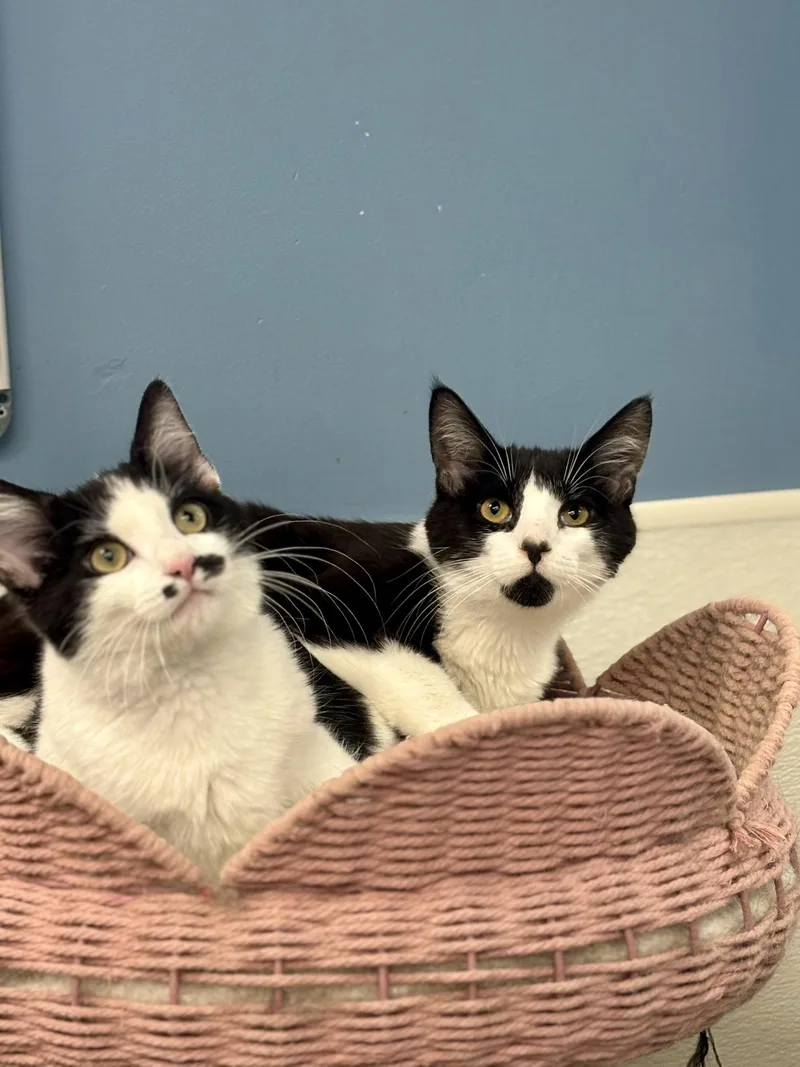 A young medium-sized male Black & White / Tuxedo Domestic Short Hair cat named Zebedee for adoption in Georgetown, KY